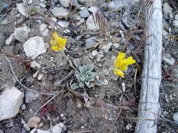 Attēlu rezultāti vaicājumam “Cribraria aurantiaca var. persoonii”