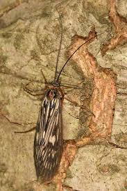 Attēlu rezultāti vaicājumam “Potamophylax”