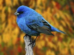 Image result for Passerina cyanea