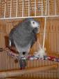 New Parrot Photo
 Contest -  Pa ...