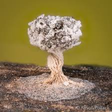 Attēlu rezultāti vaicājumam “Didymium sp.”