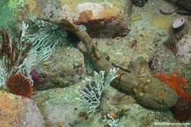 Image result for Haploblepharus edwardsii