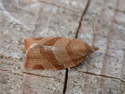 Attēlu rezultāti vaicājumam “Pandemis”