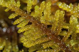 Attēlu rezultāti vaicājumam “Palustriella commutata”