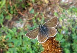 Attēlu rezultāti vaicājumam “Aricia artaxerxes”