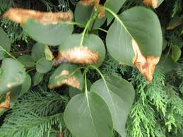 Attēlu rezultāti vaicājumam “Gracillaria syringella larva”