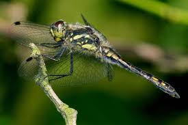 Attēlu rezultāti vaicājumam “Sympetrum danae”