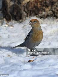 Attēlu rezultāti vaicājumam “Pinicola enucleator adult”