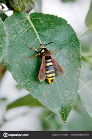 Attēlu rezultāti vaicājumam “Sesia apiformis”