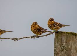 Image result for twite photo