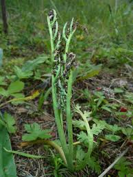 Attēlu rezultāti vaicājumam “Botrychium matricariifolium”