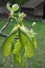 Attēlu rezultāti vaicājumam “Acer saccharinum leaf”