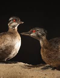 Attēlu rezultāti vaicājumam “Podiceps cristatus”