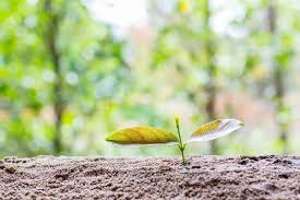 Attēlu rezultāti vaicājumam “leaf”