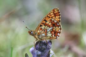 Attēlu rezultāti vaicājumam “Clossiana selene underside”