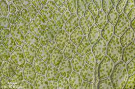 Attēlu rezultāti vaicājumam “Rhizomnium punctatum sporophyte”