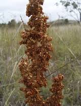 Attēlu rezultāti vaicājumam “Rumex crispus fruit”