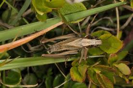 Attēlu rezultāti vaicājumam “Metrioptera brachyptera”