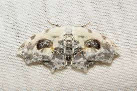 Attēlu rezultāti vaicājumam “Drepanidae”