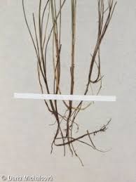 Attēlu rezultāti vaicājumam “Carex dioica”