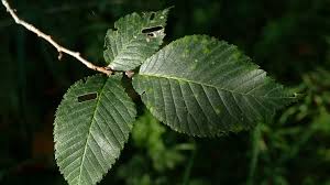 Attēlu rezultāti vaicājumam “Ulmus glabra leaf”