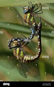 Attēlu rezultāti vaicājumam “Aeshna mixta male”