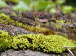 Attēlu rezultāti vaicājumam “Barbula”