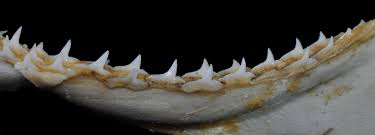 Image result for Rhizoprionodon longurio