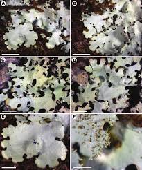 Attēlu rezultāti vaicājumam “Hypotrachyna sp.”