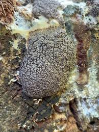 Attēlu rezultāti vaicājumam “Cribraria ferruginea stalked”