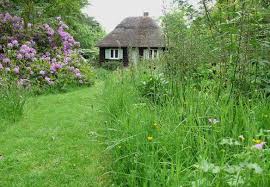 Attēlu rezultāti vaicājumam “Succisa pratensis flower”