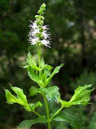 Attēlu rezultāti vaicājumam “Mentha spicata”