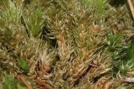 Attēlu rezultāti vaicājumam “Dicranum spurium”