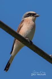 Attēlu rezultāti vaicājumam “Lanius collurio male”