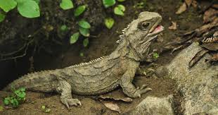 Attēlu rezultāti vaicājumam “Reptilia”