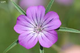 Image result for Kornrade