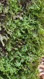 Attēlu rezultāti vaicājumam “Neckera pennata”