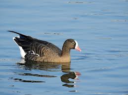 Attēlu rezultāti vaicājumam “Anser albifrons adult”