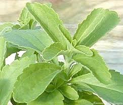 Image result for Stevia rebaudiana