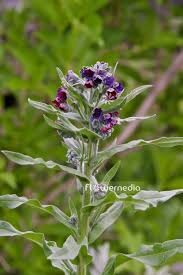 Attēlu rezultāti vaicājumam “Cynoglossum officinale flower”