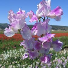 Image result for Lathyrus odoratus