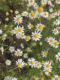 Attēlu rezultāti vaicājumam “Tripleurospermum inodorum”