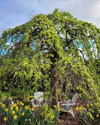 Attēlu rezultāti vaicājumam “Ulmus glabra flower”