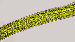 Attēlu rezultāti vaicājumam “Enteromorpha sp.”