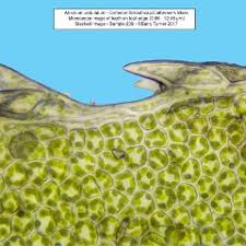 Attēlu rezultāti vaicājumam “Atrichum undulatum sporophyte”