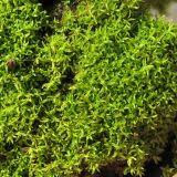 Attēlu rezultāti vaicājumam “Dichodontium pellucidum”