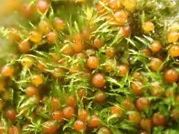 Attēlu rezultāti vaicājumam “Ephemerum serratum sporophyte”