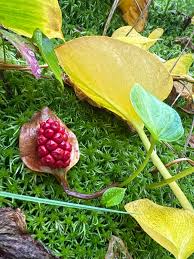 Attēlu rezultāti vaicājumam “Calla palustris fruit”