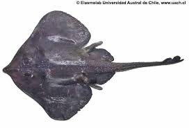 Image result for Amblyraja hyperborea