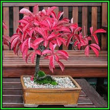 Image result for parthenocissus bonsai